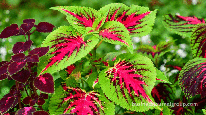 Move New Plants in July 2025 With This Expert Tip